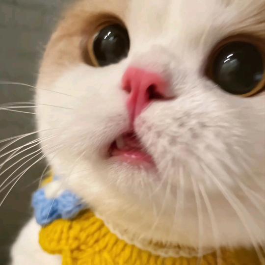 豆沙红🐶