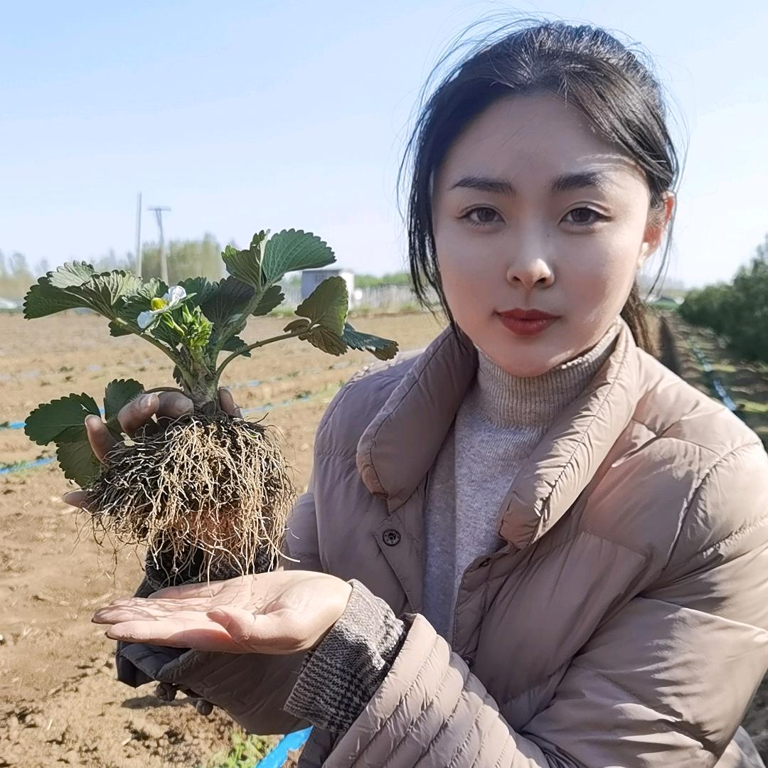 鸿程草莓苗
