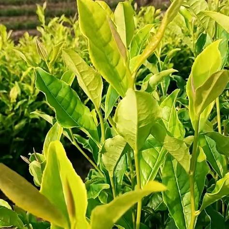 种茶人