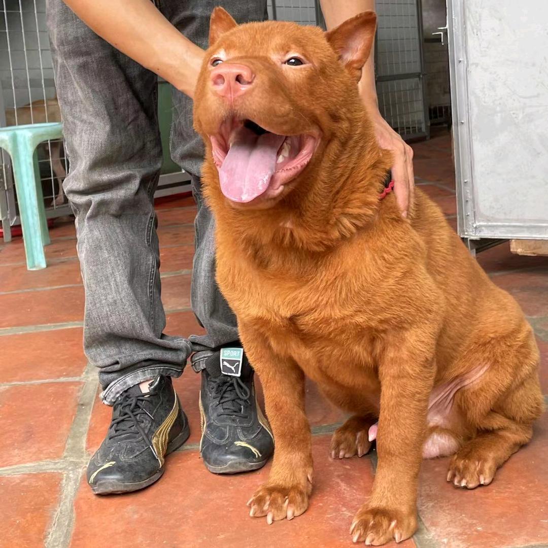 蛋黄派五红犬舍（看置顶视频）