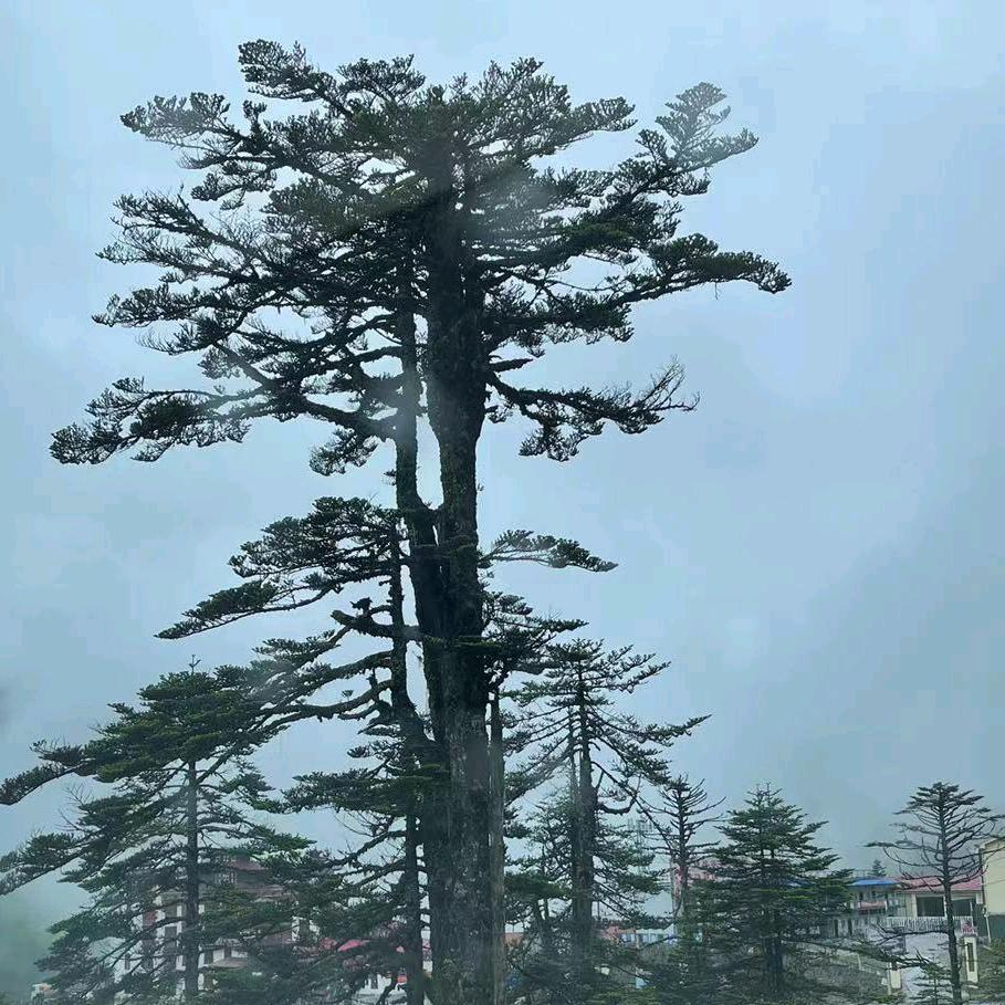 修心小师兄