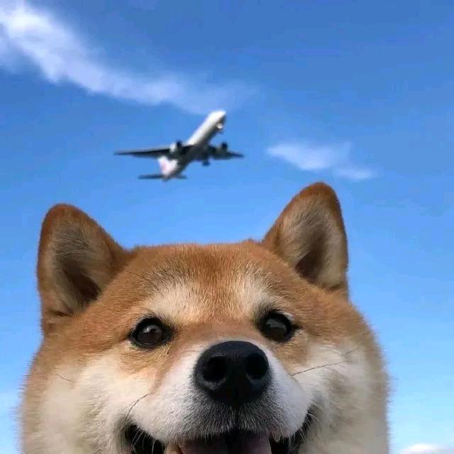 发财猪猪
