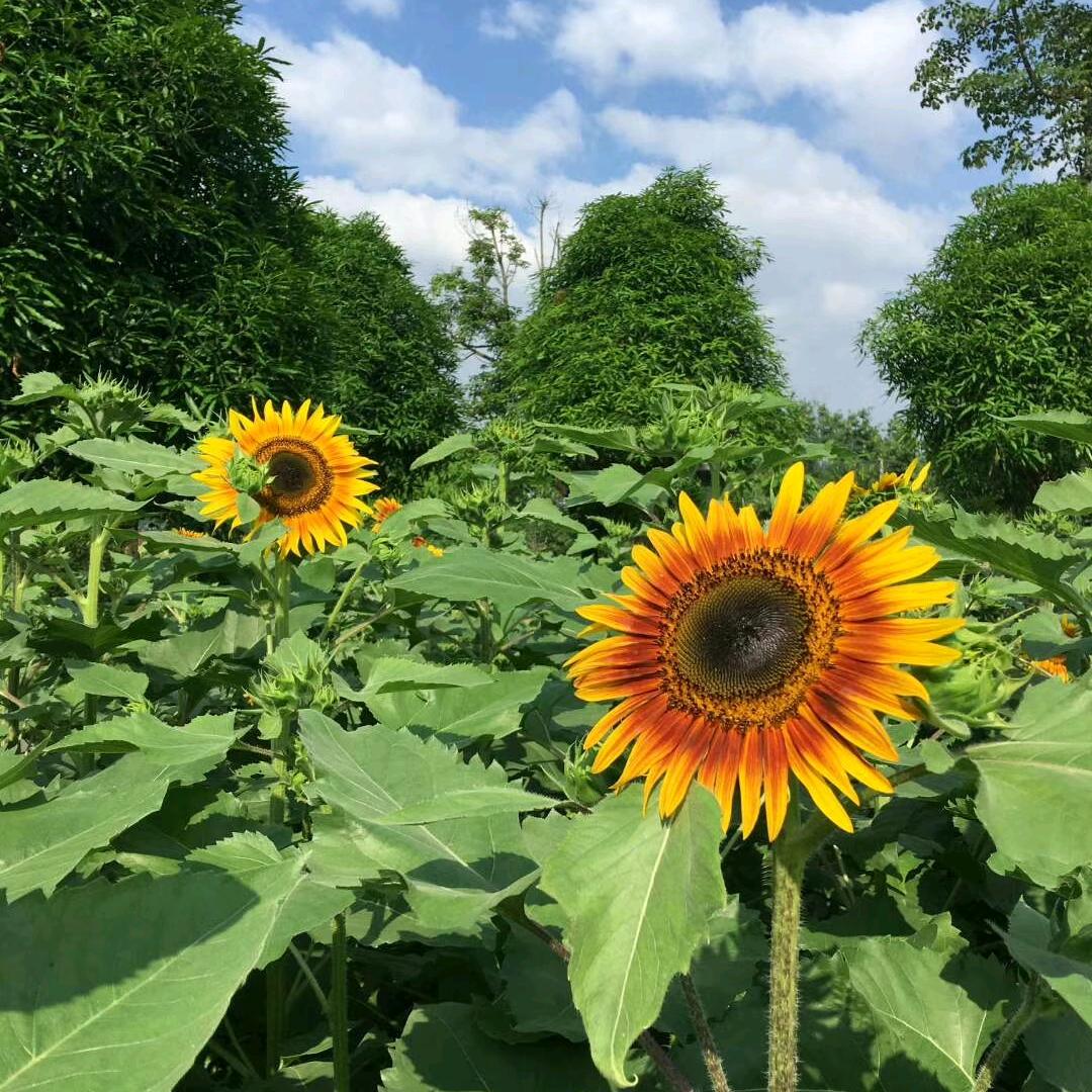 开心果🌻