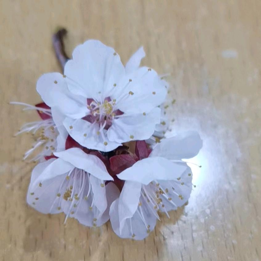 琴瑟和鸣（琴瑟和鸣处 嘉禾自生春）