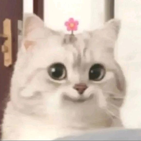 骑着蜗牛追坦克