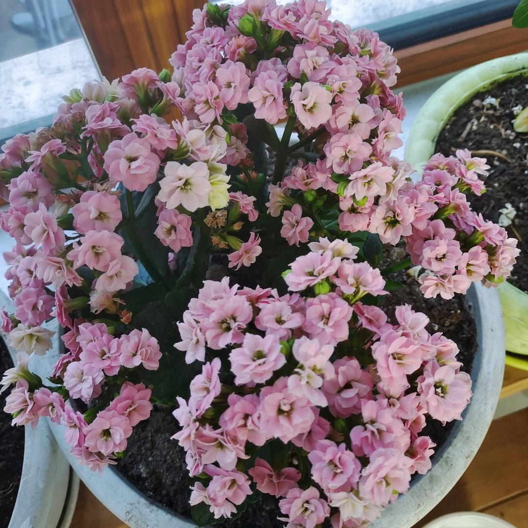 隋随心