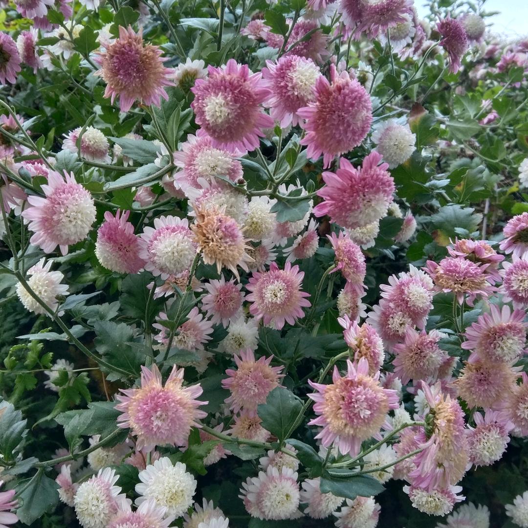 水仙花
