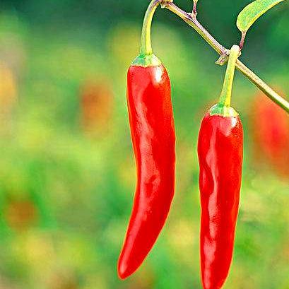小辣椒