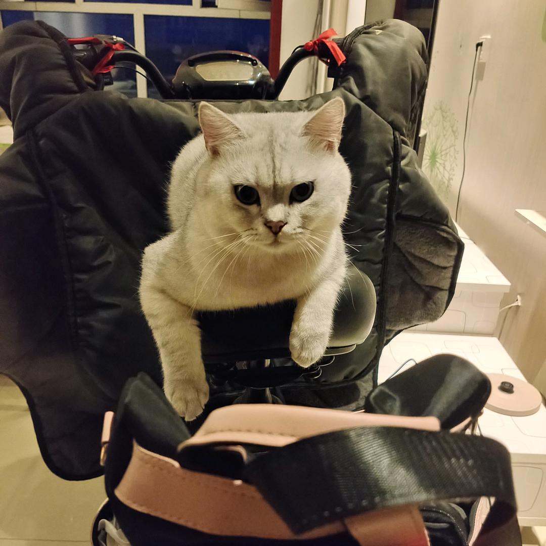 肥牛是只猫🐱
