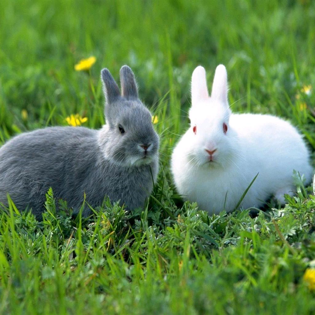 川R陈老大，六三年的🐰🐰🐰🐰