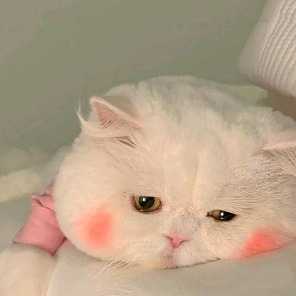 可猫云