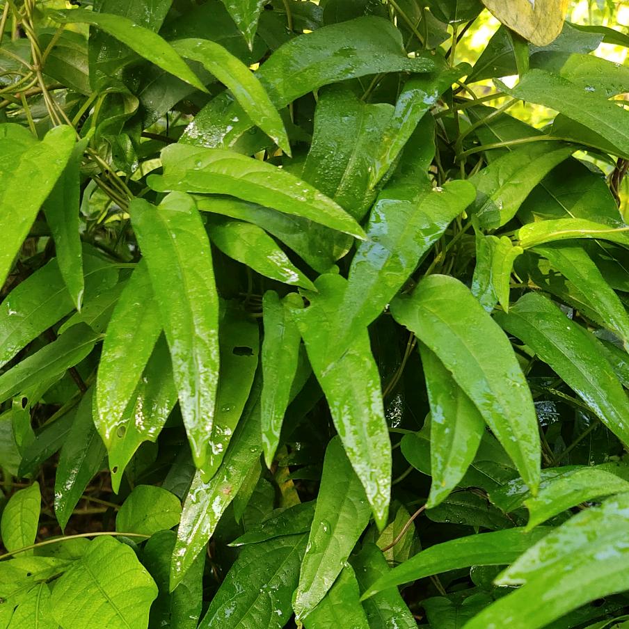 海岛农家味