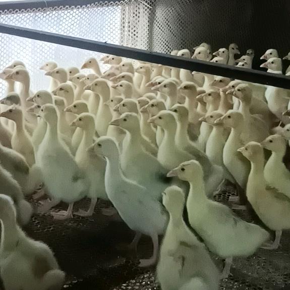 河南 时明君鹅业   鹅苗  脱温鹅