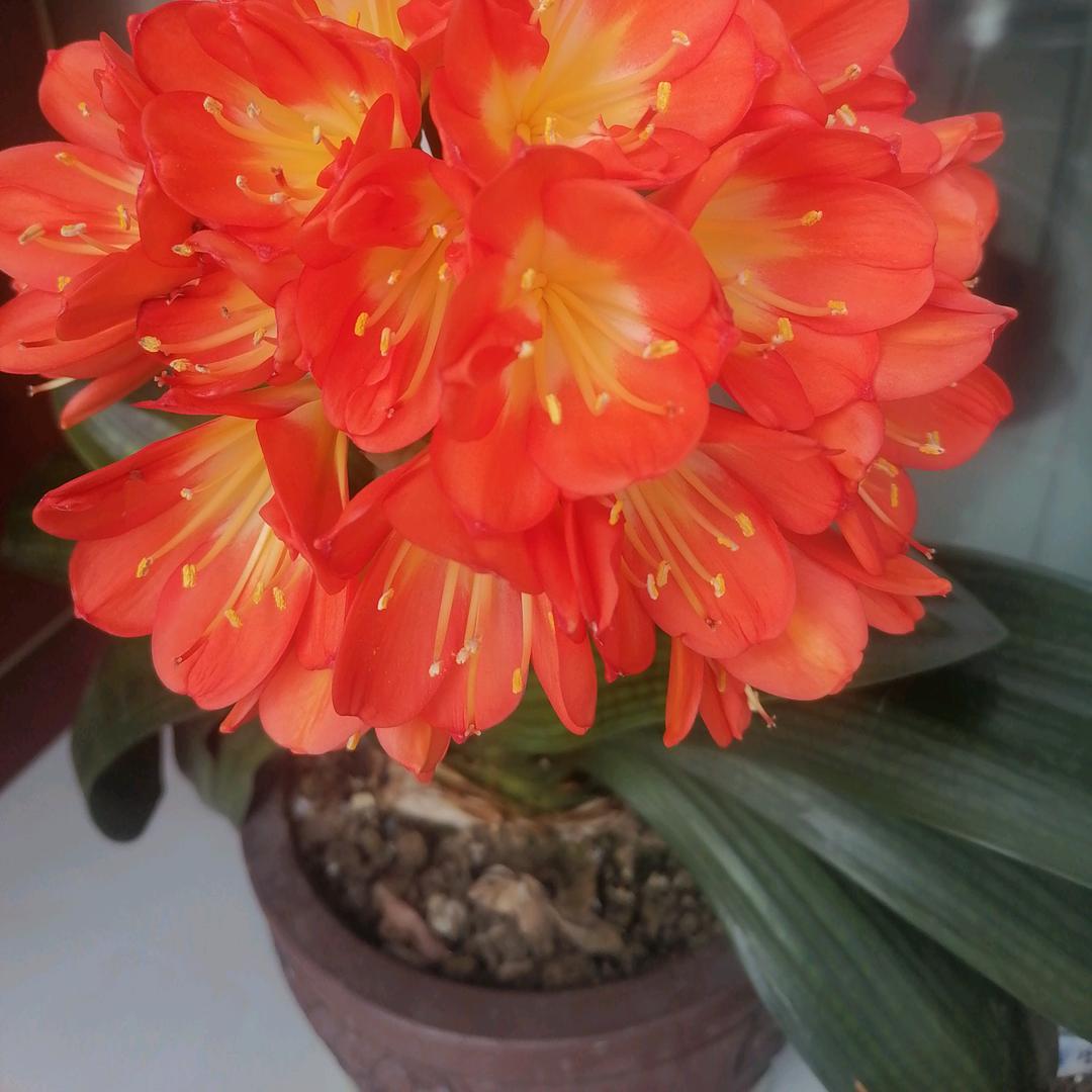 郭美芳