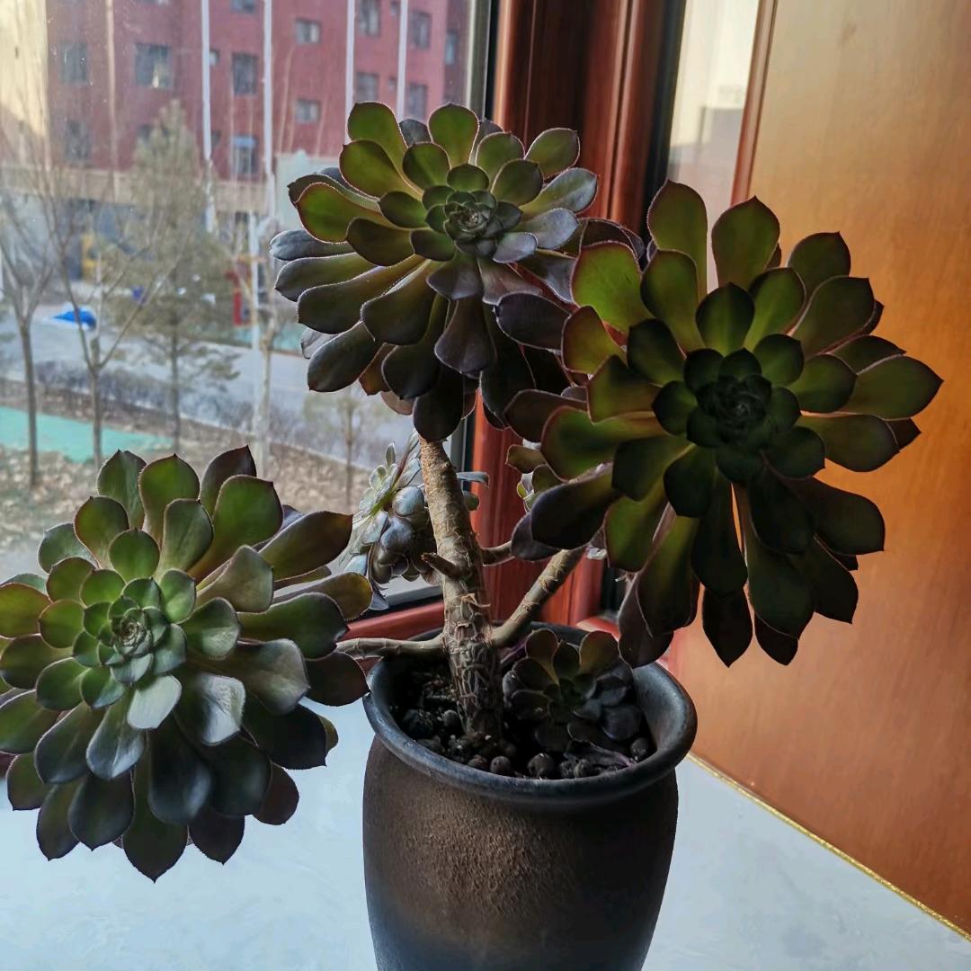 盏茶浅抿