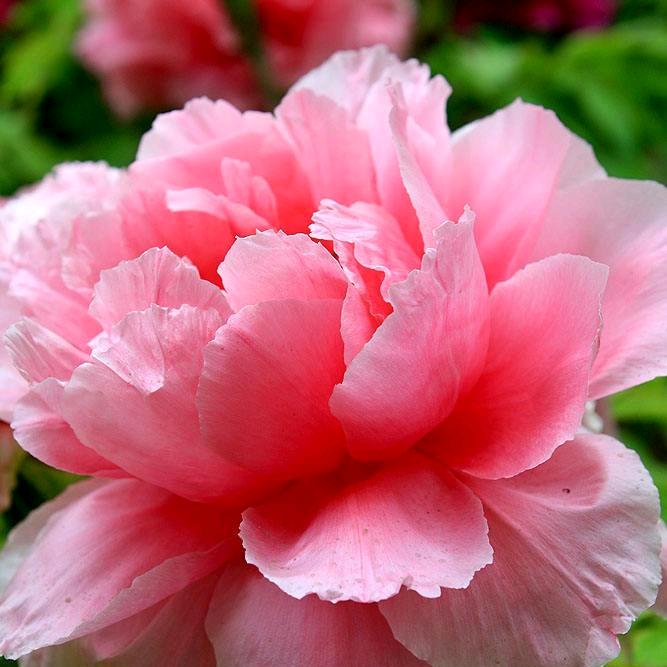 春暖花开.