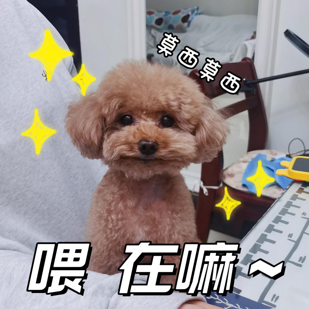 米小蛋糕
