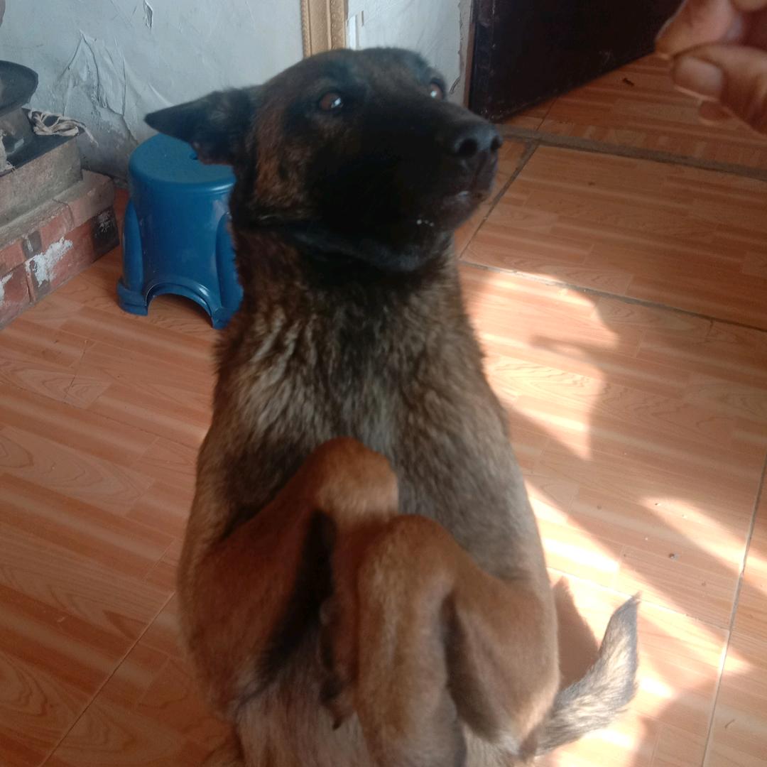 牧羊霞姐训犬