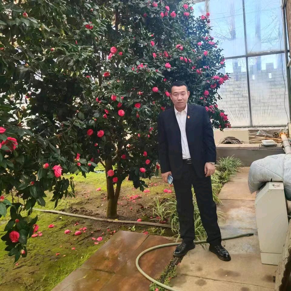张明：灵芝