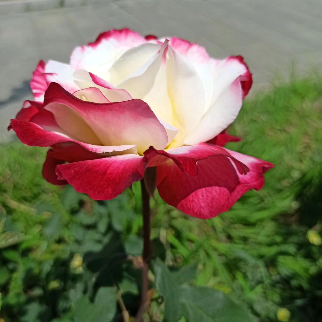 张婆婆(如水如风)