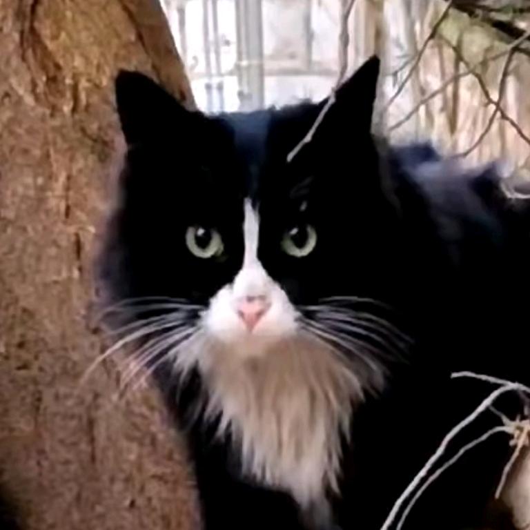 沐沐的猫