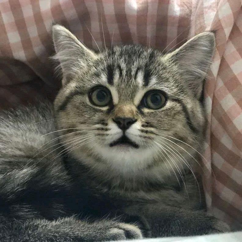 在在🐱麻麻