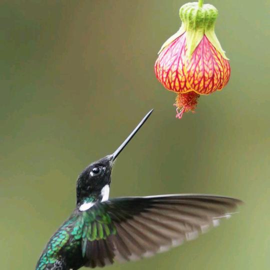 收购按树，荔枝树，杂木等