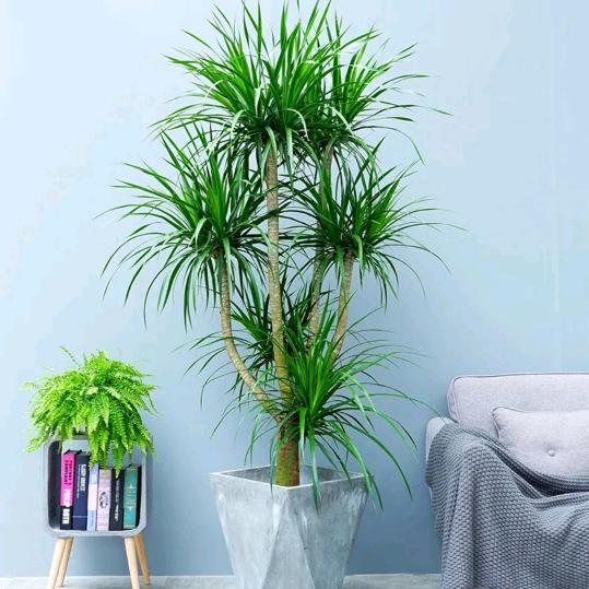 兄弟花卉批发零售租摆