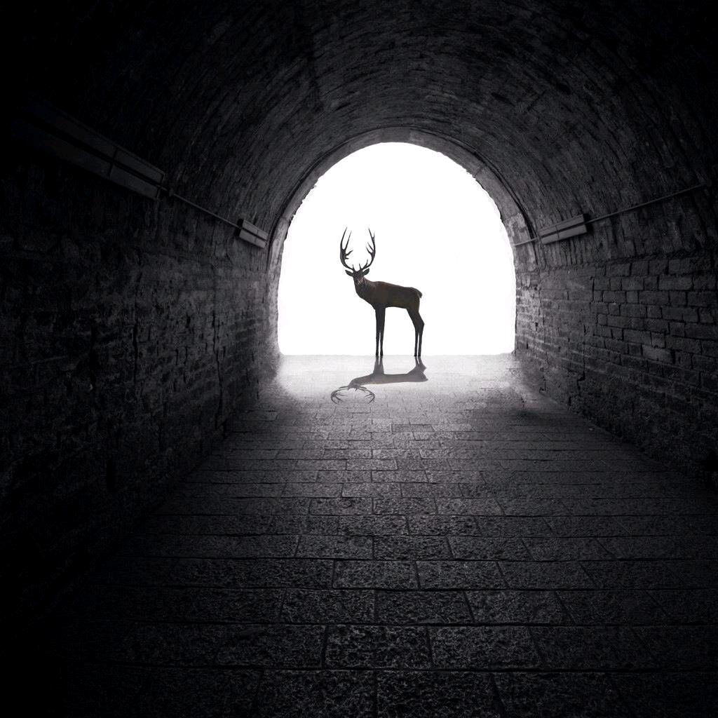 喜欢唱歌的鹿🇨🇳