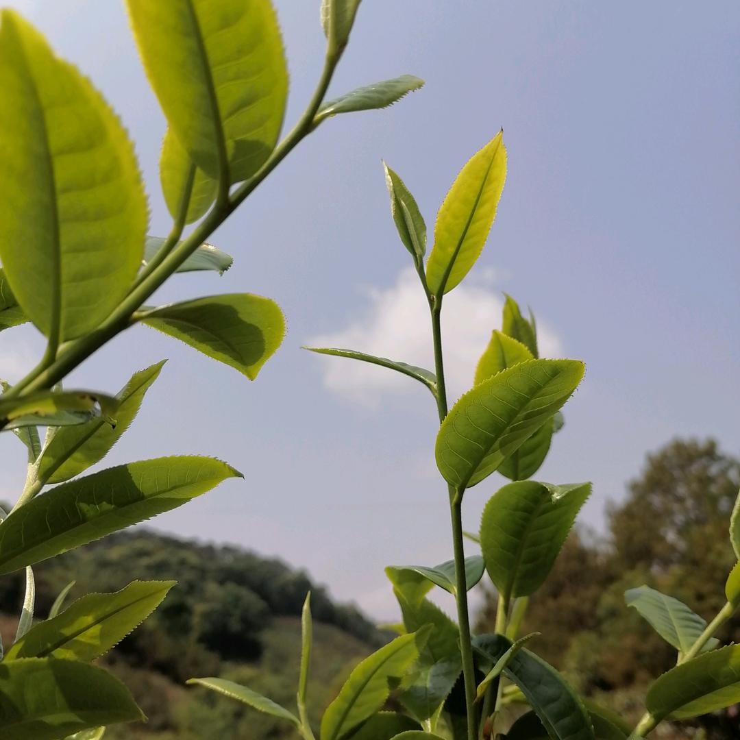 💞淡然🌿一笑🌹🍃