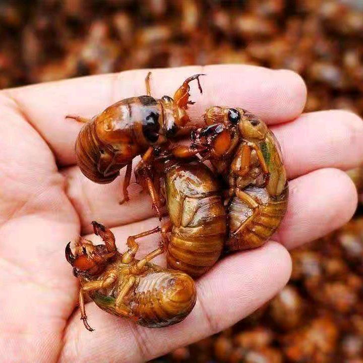无忧鲜白蝉