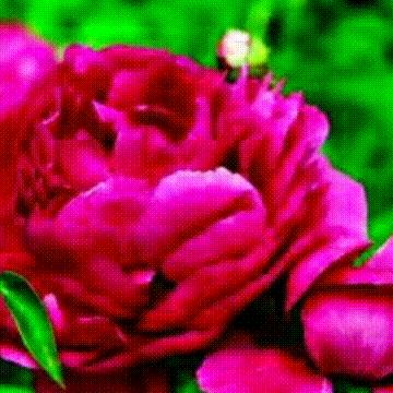流年风花