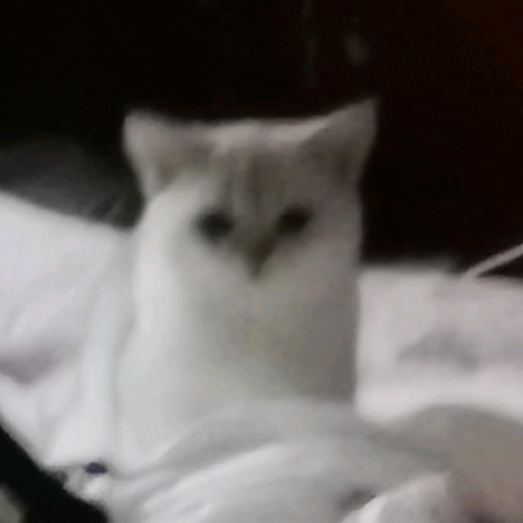 小新