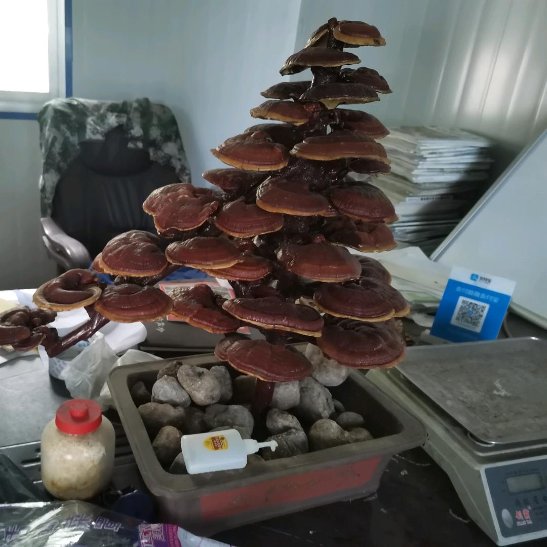 宏源食用菌专业合作社