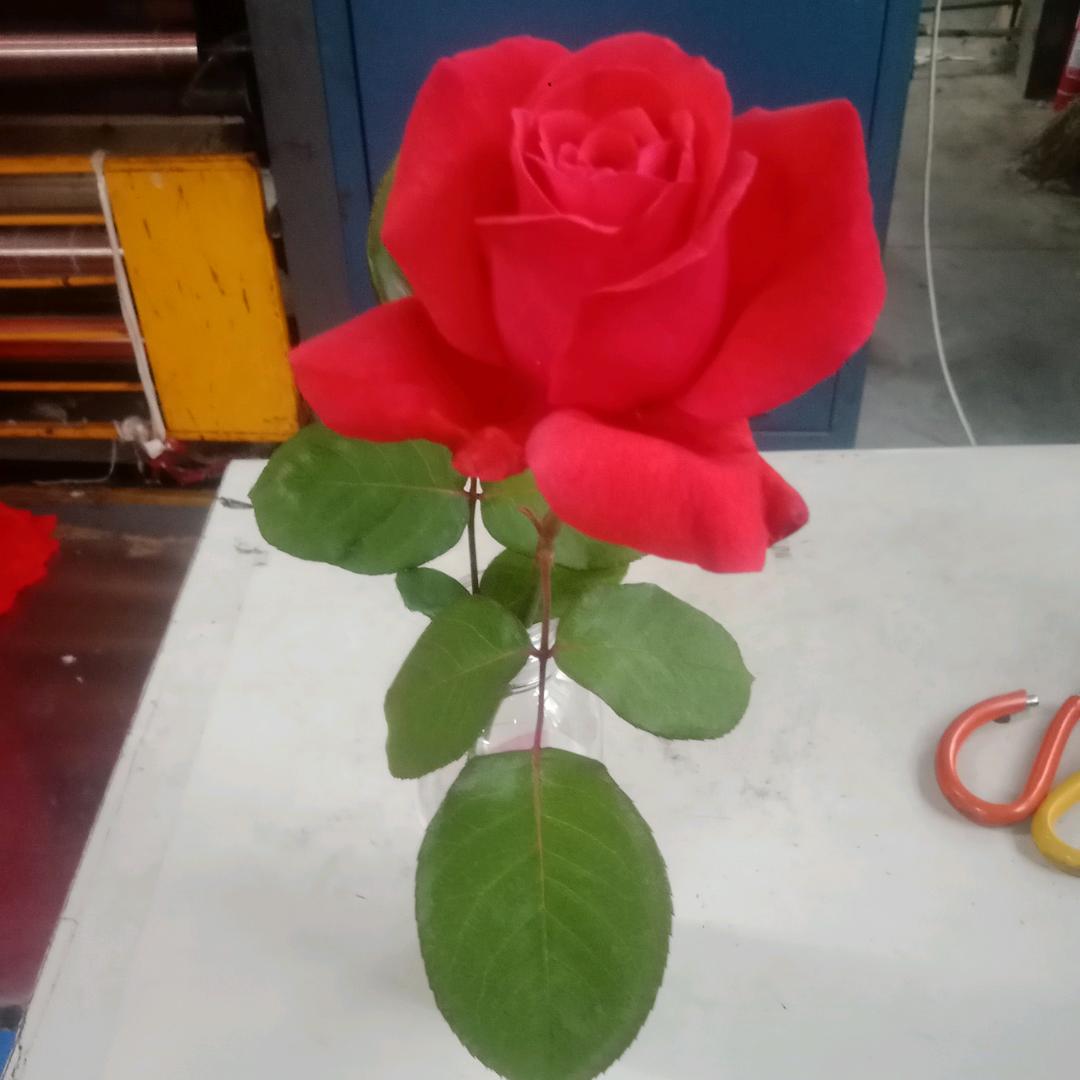 知足常乐才幸福