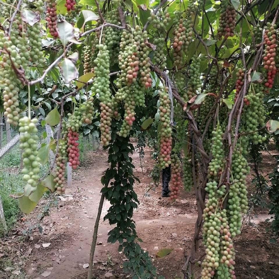 凤县平木镇东庄村老陈五味子种植园