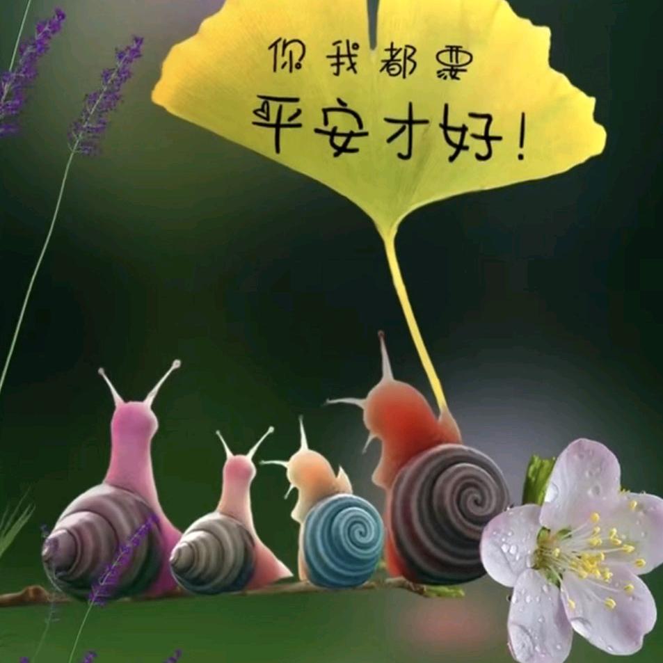 玫儿