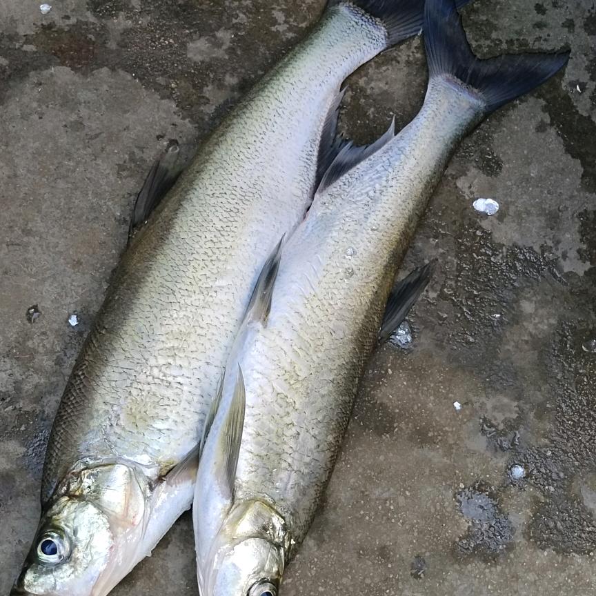 看透人生，欢乐钓鱼🎣