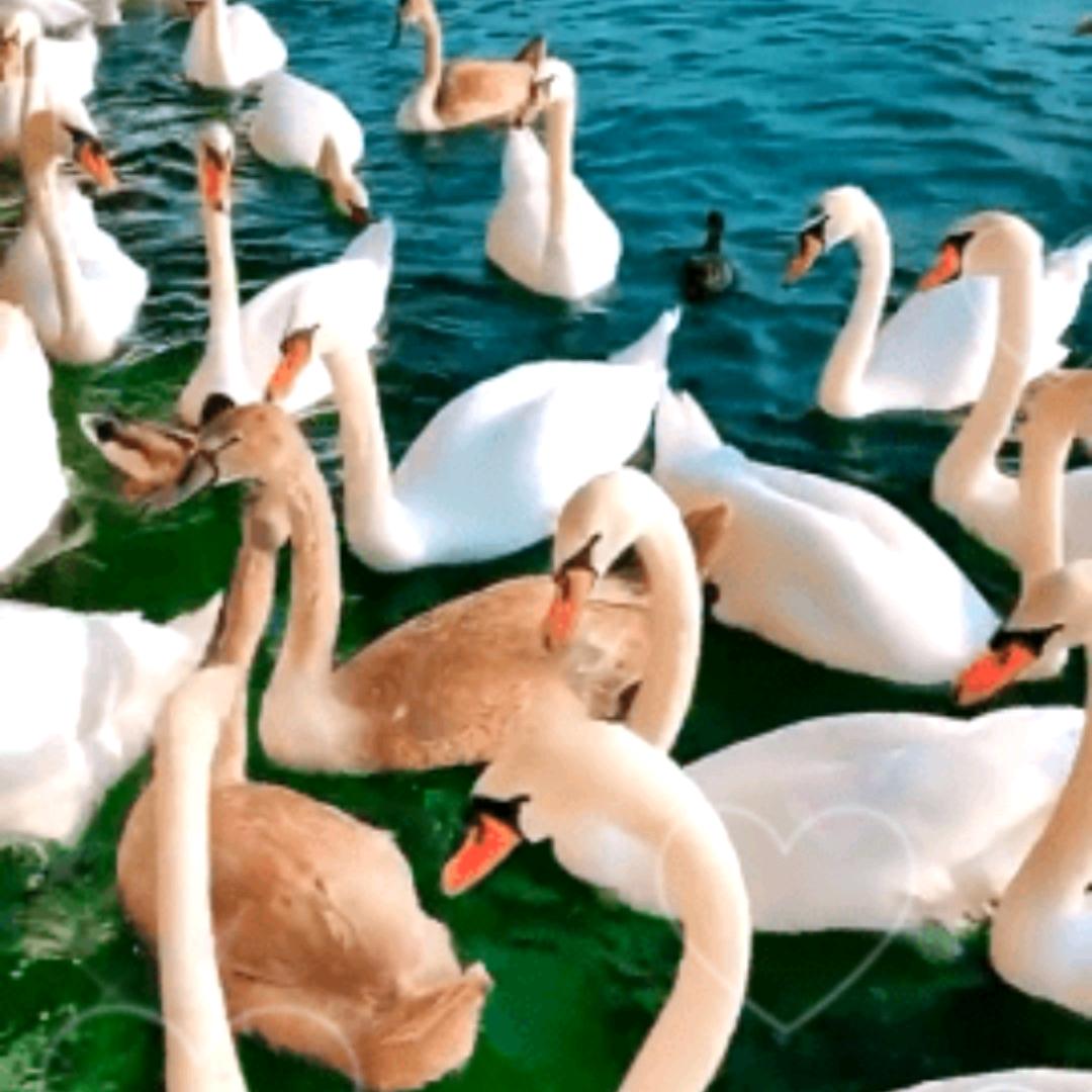春天888