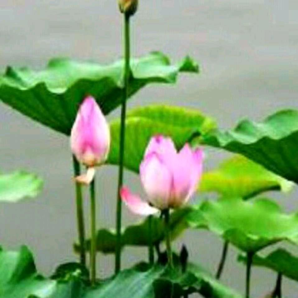 戴戴🌸