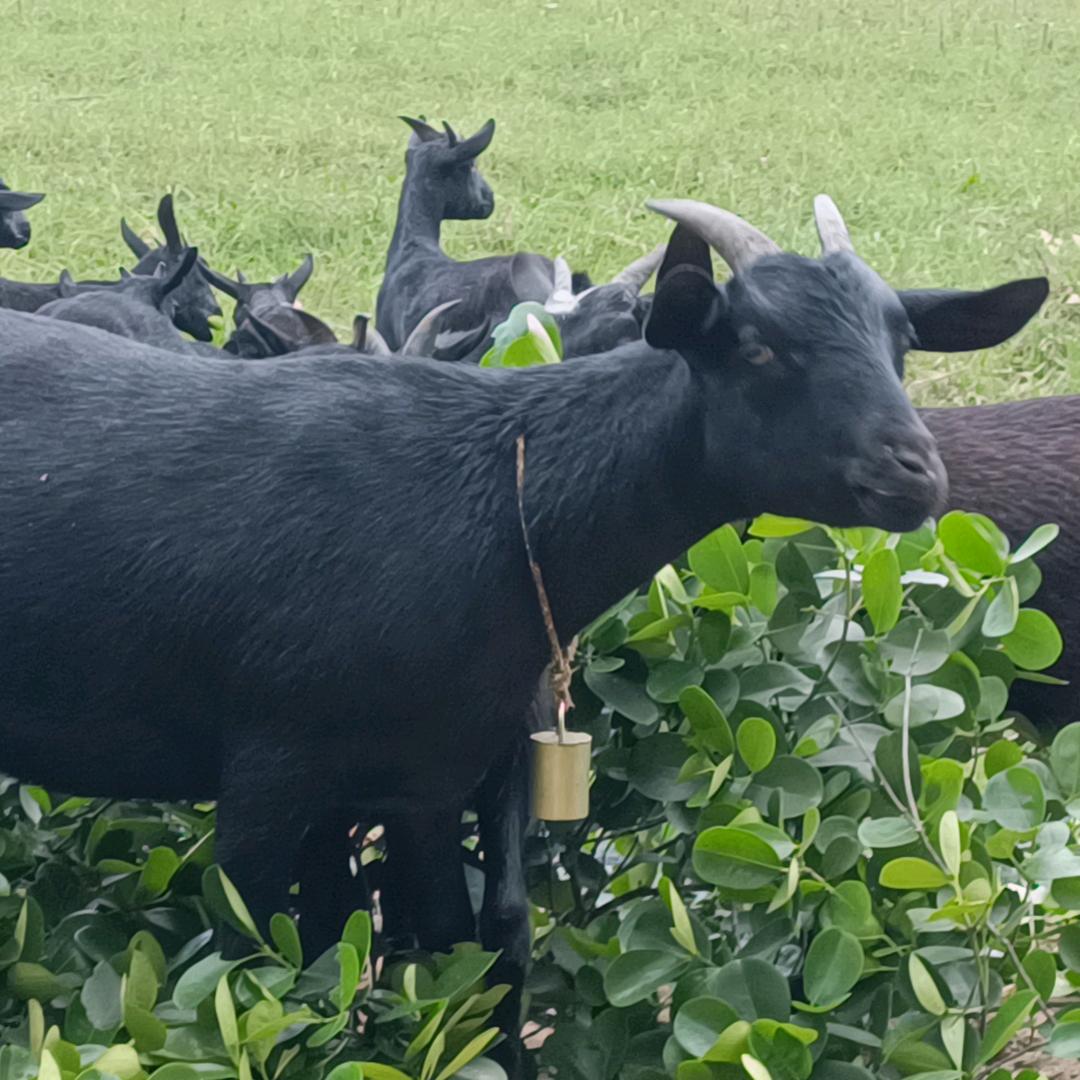 九八年放羊男孩