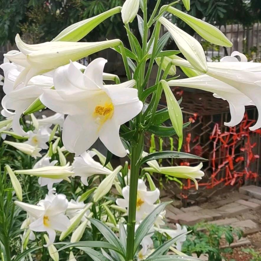 林姐，