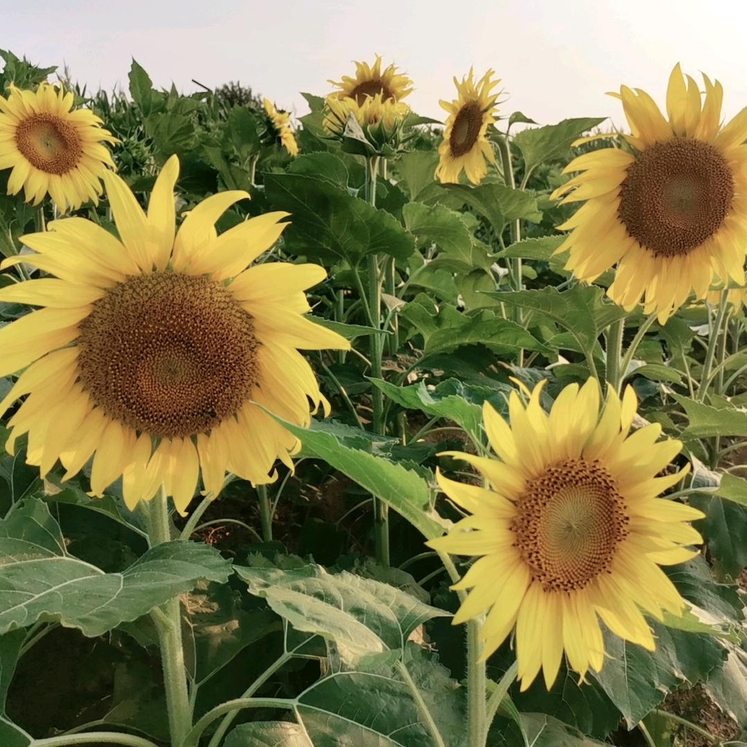 🌺ོꦿ࿐芳华