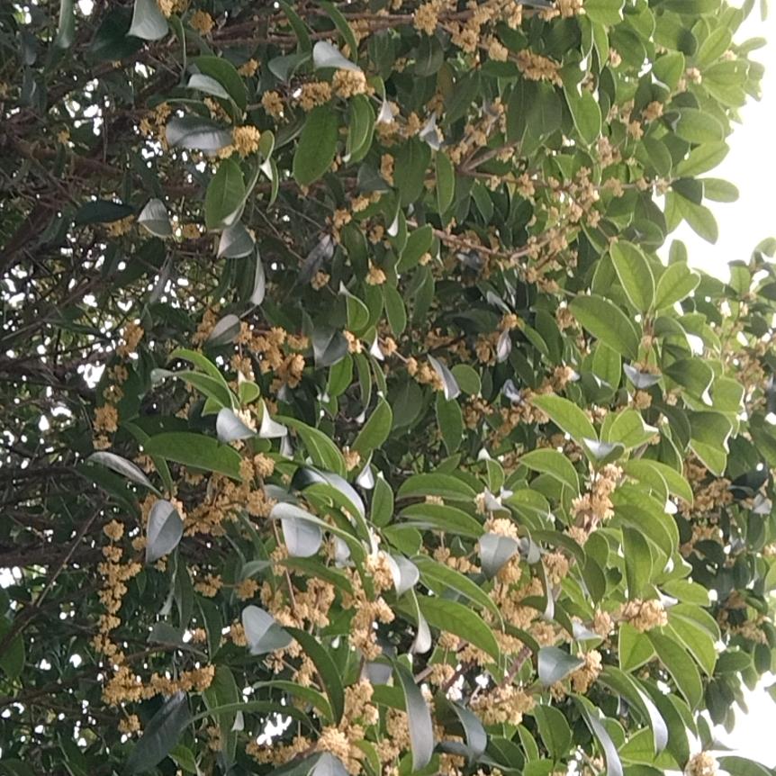 不再是当年的小伙