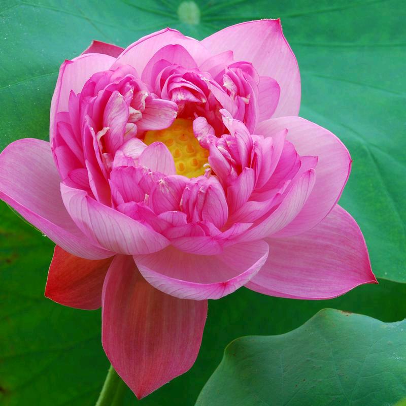 53633🦋1126我愿与你一起去放牧
