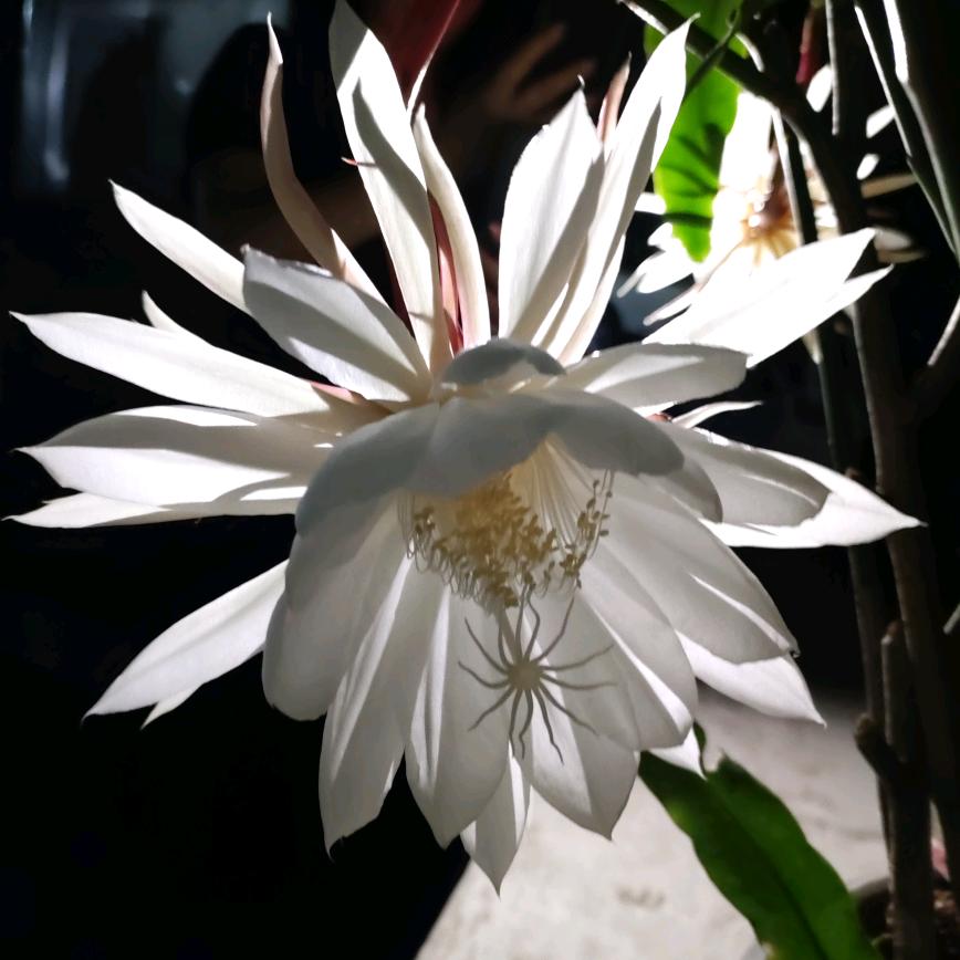 花草人生