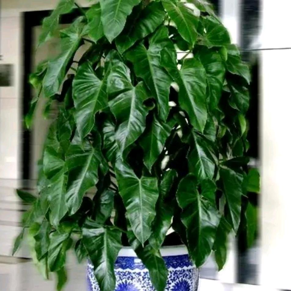 佛光普照