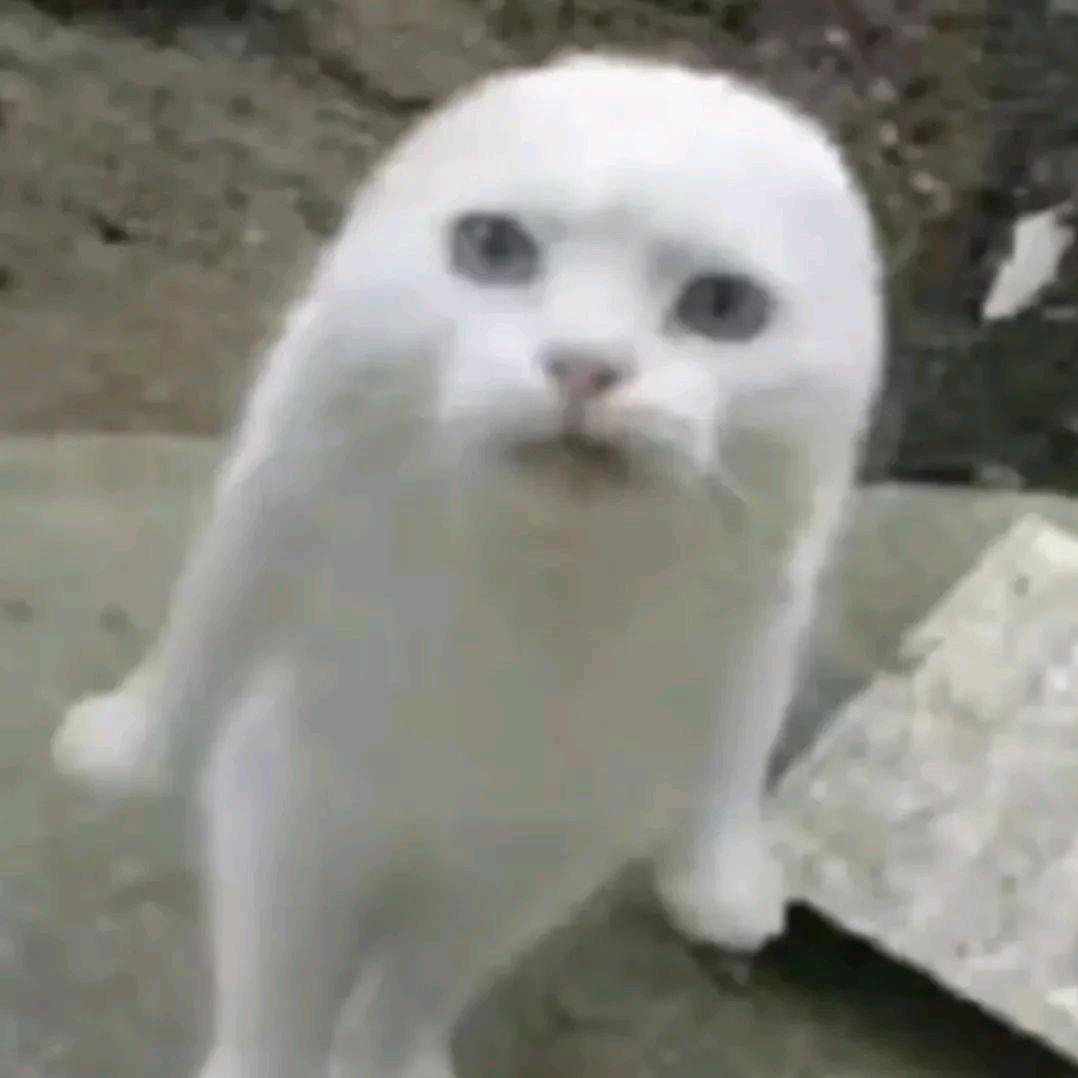 小怜殿下