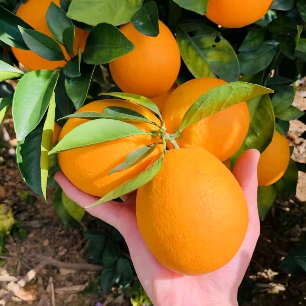 小刘哥 奉节脐橙