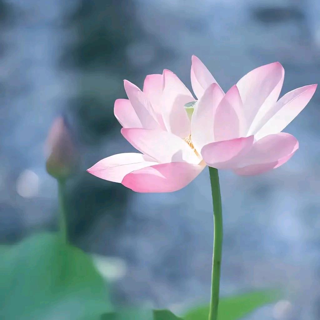 宁静致远 陈老师